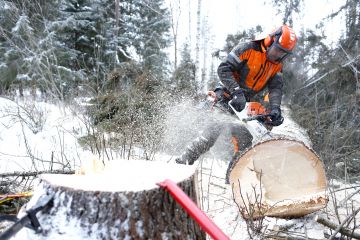 Ruisku-Stihl on omimmillaan suomalaisittain ylijäreiden puiden hakkuussa. Varsinkin pihapuiden teko vaatii leikkuutehoa, kun järeät rungot yleensä pätkitään klapin mittoihin. (Kuvaaja: Sami Karppinen)