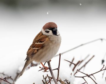 Viime kesän hyvät säät suosivat  pikkuvarpusten pesintöjä, ja varpusia nähtiinkin paljon. (Kuvaaja: Micha Fager)