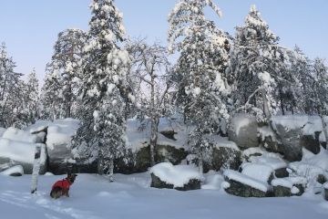 Vuoden ensimmäisiä päiviä ja Papu elementissään seikkailemassa hangessa.