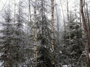 Orivedellä myynnissä olleen tilan nuorta puustoa. Tällaisia haastavia hoitotöitä on paljon tarjolla. Kuva: Hannu Liljeroos