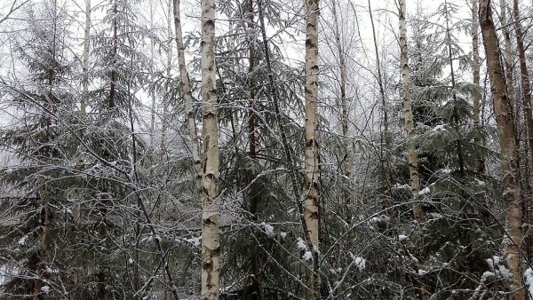 Orivedellä myynnissä olleen tilan nuorta puustoa. Tällaisia haastavia hoitotöitä on paljon tarjolla. Kuva: Hannu Liljeroos