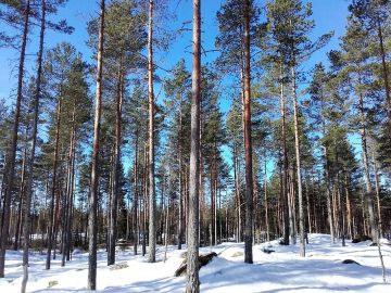 Metsärahasto osti viime keväänä Hämeenkyröstä 107 hehtaarin tilan, jossa keskipuusto oli 86 kuutiometriä metsämaan hehtaarilla. Kuva: Hannu Liljeroos