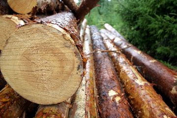 Yläharvennus tuo metsänomistajalle suuremmat puukauppatulot jo harvennushakkuuvaiheessa. Lisäksi metsässä kasvaa kiertoajassa suurempi määrä tukkipuuta. (Kuvaaja: Valtteri Skyttä)