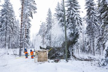 Lumiset puut ja tuulet voivat vielä aiheuttaa sähkökatkoja tänä talvena. Voimatelin Jari Vidgren ja Olli Hakkarainen poistivat sähkölinjaa kohti kallistuneita kuusia Kuopion Vehmersalmella tammikuun lopussa. (Kuvaaja: Matias Honkamaa)