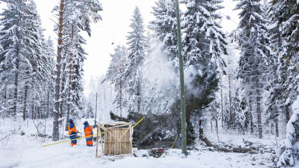 Lumiset puut ja tuulet voivat vielä aiheuttaa sähkökatkoja tänä talvena. Voimatelin Jari Vidgren ja Olli Hakkarainen poistivat sähkölinjaa kohti kallistuneita kuusia Kuopion Vehmersalmella tammikuun lopussa. (Kuvaaja: Matias Honkamaa)