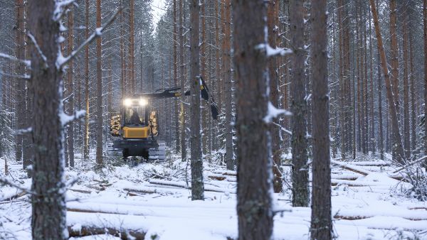 Talviharvennukset saa osassa Suomea paremmin kaupaksi, jos mukana on myös päätehakkuuta. (Kuvaaja: Sami Karppinen)