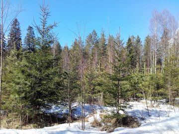 Etelä-Karjalan myyntikohteilla on verrattain paljon taimikoita. Kuva: Hannu Liljeroos