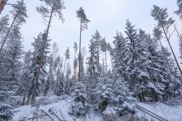 Vuosikymmeniä hoitamattomana viruneelta Kalajoella sijaitsevalta turvemaakohteelta poistettiin tänä talvena hakkuussa noin 130 kuutiota mäntyä ja koivua hehtaarilta. Kuusialikasvoksen elinvoimaiset latvat ennustavat kuusikon lähtevän hyvään kasvuun. (Kuvaaja: Sami Karppinen)