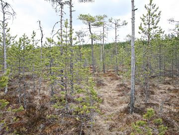 Puutuhka vaikuttaa sitä paremmin, mitä enemmän turpeessa on typpeä. (Kuvaaja: Matti Kärkkäinen)