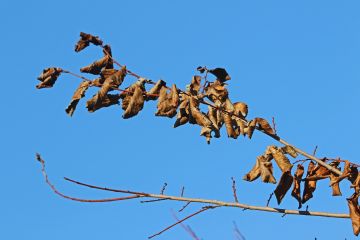 hollanninjalavataudin kuivattama oksa