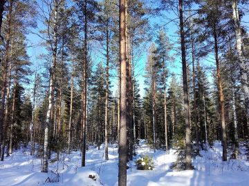 Runsaasti arvokasvua sisältävät kasvatusmetsät kiinnostavat ostajia. Kuvan kohde sijaitsee Karvialla ja siitä tehtiin kauppa viime vuonna. Kuva: Hannu Liljeroos