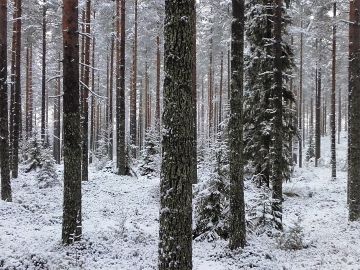 Erinomainen männikkö on kuvattu marraskuussa 2017 Sotkamossa UPM:n mailla. Kainuussa on tavanomaisten metsätilakauppojen lisäksi toinen, suurten sijoittajakauppojen kategoria. Kuva: Hannu Liljeroos