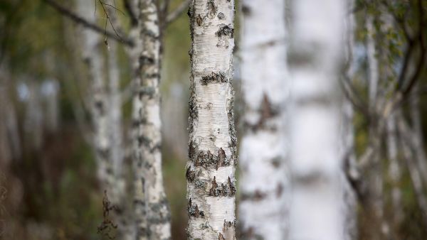 Läpimitaltaan alle 20-senttiselle visakoivulle on vaikea löytää ostajaa.  (Kuvaaja: Pekka Sipola)