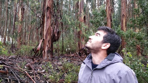 Eukalyptus tuottaa, mutta on myös erittäin palonarka eikä Portugalissa sallita uusien metsiköiden perustamista. Metsänomistajayhdistyksen David Deveza esitteli ensiluokkaista eukametsikköä. (Kuvaaja: Mikko Häyrynen)