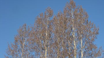 Haavan kukintaa Rovaniemellä huhtikuun lopulla (26.4.2019). (Kuvaaja: Risto Jalkanen)