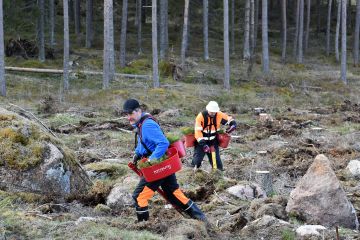 Heikki Nyman (vas) Varsinais-Suomen metsäpalvelu Oy:stä ja Jarmo Pylkkänen E-S Metsätyö Oy:stä vastasivat taimien istutuksesta. (Kuvaaja: Stora Enso)