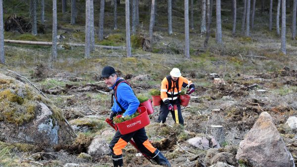 Heikki Nyman (vas) Varsinais-Suomen metsäpalvelu Oy:stä ja Jarmo Pylkkänen E-S Metsätyö Oy:stä vastasivat taimien istutuksesta. (Kuvaaja: Stora Enso)