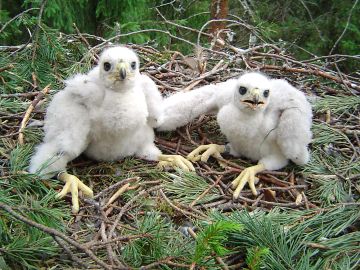 Metsäkeskuksen Hannu Lehtorannalla on hyviä kokemuksia pesätietojen jaosta Pohjois-Karjalassa, jossa on jo pidempään tiedotettu metsänomistajia haukanpesien sijainneista. Kuvassa kanahaukan poikasia.  