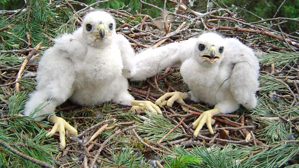 Metsäkeskuksen Hannu Lehtorannalla on hyviä kokemuksia pesätietojen jaosta Pohjois-Karjalassa, jossa on jo pidempään tiedotettu metsänomistajia haukanpesien sijainneista. Kuvassa kanahaukan poikasia.  