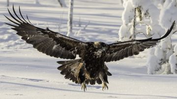 Ari Komulainen kuvasi Euroopan vanhimman maakotkan vain vähän ennen sen kuolemaa.