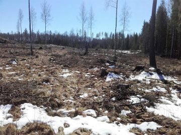 Pohjois-Pirkanmaalla myytiin 52 hehtaarin tilaa, josta puolet oli aukkoa ja taimikkoa. Kuusentaimia oli istutettu rehevälle maapohjalle ilman muokkausta huonoin tuloksin. Kuva: Hannu Liljeroos
