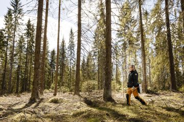 Pienaukkojen väliin jäävät metsät on harvennettu padasjokelaisessa metsässä, jotta aukkoihin syntyvät taimet saisivat riittävästi valoa, kertoo Tiina Mansikkamäki. (Kuvaaja: Seppo Samuli)