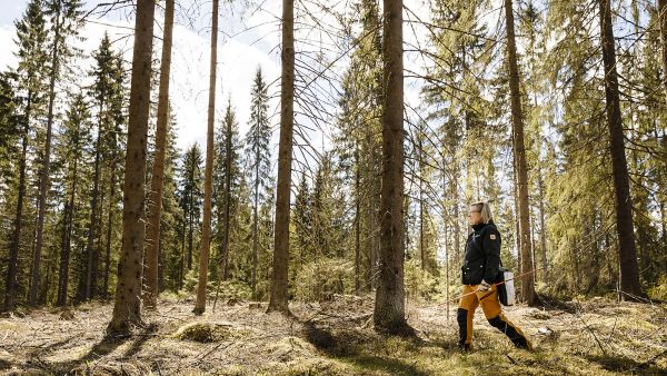 Pienaukkojen väliin jäävät metsät on harvennettu padasjokelaisessa metsässä, jotta aukkoihin syntyvät taimet saisivat riittävästi valoa, kertoo Tiina Mansikkamäki. (Kuvaaja: Seppo Samuli)