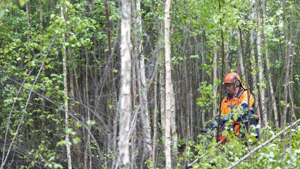 Rehevän maan kuusen istutusala on reilussa 15 vuodessa muuttunut sankaksi ja työläästi harvennettavaksi tiheiköksi. (Kuvaaja: Sami Karppinen)