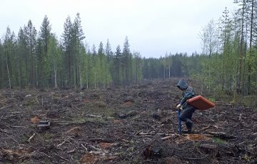 Kevään sateiset mutta verrattain lämpimät säät lupaavat hyvää istutettujen taimien kasvulle. (Kuva: Metsähallitus)