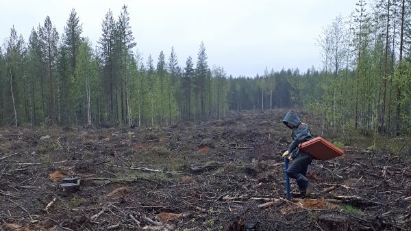 Kevään sateiset mutta verrattain lämpimät säät lupaavat hyvää istutettujen taimien kasvulle. (Kuva: Metsähallitus)