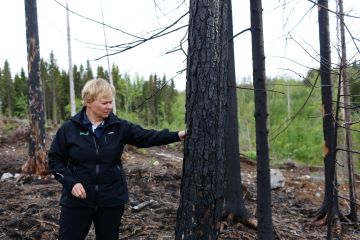 Säästettävät puut tulee jättää ryhmiksi ja esimerkiksi luontokohteiden yhteyteen, muistuttaa Metsäkeskuksen johtava luonnonhoidon asiantuntija Riitta Raatikainen. Säästöpuuryhmän poltto on yksi keino lisätä luonnon monimuotoisuutta. (Kuvaaja: Sami Karppinen)