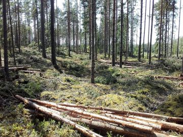 Myyntiesitteiden puustotiedot ovat yleensä oikeansuuntaisia, mutta kohtuuden rajat ylittäviä virheitäkin tapahtuu. Kuvan kuviolla Huittisissa piti olla puuta noin 200 kuutiota hehtaarilla, mutta todellisuudessa korjuun jälkeen noin 120 kuutiota. Kuva: Hannu Liljeroos