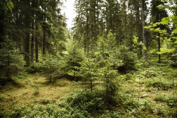 Suuri kysymys on, että syntyykö jatkuvassa kasvatuksessa riittävästi kasvuhaluisia taimia. (Kuvaaja: Seppo Samuli)