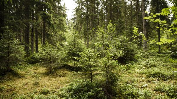 Suuri kysymys on, että syntyykö jatkuvassa kasvatuksessa riittävästi kasvuhaluisia taimia. (Kuvaaja: Seppo Samuli)