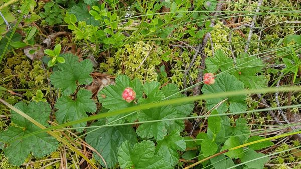 Pohjois-Suomessa lakka kypsyy tänä vuonna selvästi tavanomaista myöhemmin.   (Kuvaaja: Sami Karppinen)