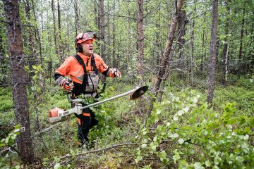 Martti Varmolalla on tällä hetkellä työn alla kuusi hehtaaria mäntytaimikon harvennusta. Puut ovat 28-vuotiaita. Rovaniemen pohjoispuolella kasvava taimikko raivataan noin viiden metrin pituudessa ja tiheystavoite on vajaat 2 000 puuta hehtaarilla. (Kuvaaja: JMP)