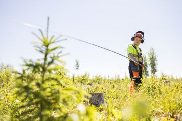 Varhaisperkaustaimikosta mitataan raivauksen jälkeen jäävien puiden lukumäärä. Tätä nelivuotiasta kuusentaimikkoa metsuri Samuel Lautiainen ehti varhaisperata keskimäärin hehtaarin alan seitsemän tunnin työpäivässä. (Kuvaaja: Seppo Samuli)