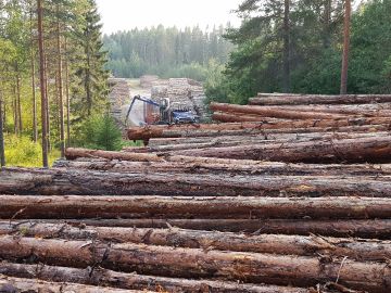 Puuta on ostajien varastoissa ja varannoissa vuodenaikaan nähden runsaasti. Puutavara-auto purkii kuormaa Metsä Groupin välivarastolla Jyväskylän Tikkakoskella keskiviikkoiltana. (Kuvaaja: Sami Karppinen)