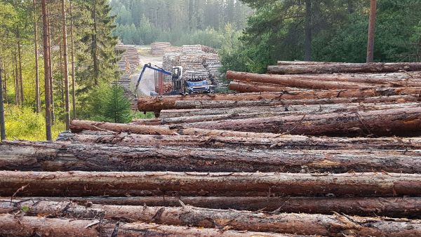 Puuta on ostajien varastoissa ja varannoissa vuodenaikaan nähden runsaasti. Puutavara-auto purkii kuormaa Metsä Groupin välivarastolla Jyväskylän Tikkakoskella keskiviikkoiltana. (Kuvaaja: Sami Karppinen)