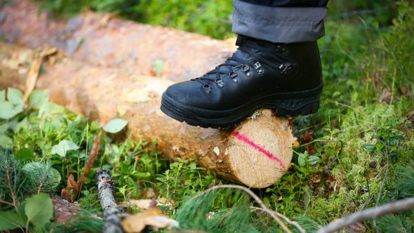 Mäntytukin latvaläpimitan nosto viidestätoista kahdeksaantoista senttiin voi syödä MTK:n mukaan metsänomistajan puukauppatilistä välejnnysleimikolla jopa neljänneksen. (Kuvaaja: Sami Karppinen)