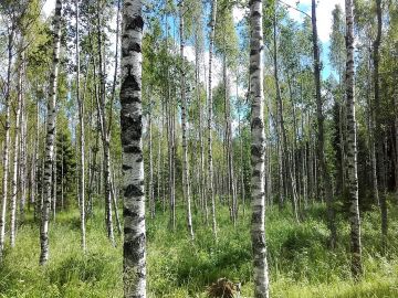 Puhtaita koivikoita esiintyy myytävillä tiloilla usein, mutta ne ovat melkein aina huonolaatuisia. Kuva: Hannu Liljeroos