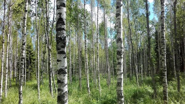 Puhtaita koivikoita esiintyy myytävillä tiloilla usein, mutta ne ovat melkein aina huonolaatuisia. Kuva: Hannu Liljeroos