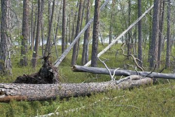 Lapissa suunnitellaan hiilimetsäkauppaa