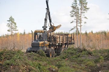 Tukkia hakattiin viime vuonna selvästi enemmän kuin sahattiin, mikä ärsyttää sahureita. (Kuvaaja: Mikko Riikilä)