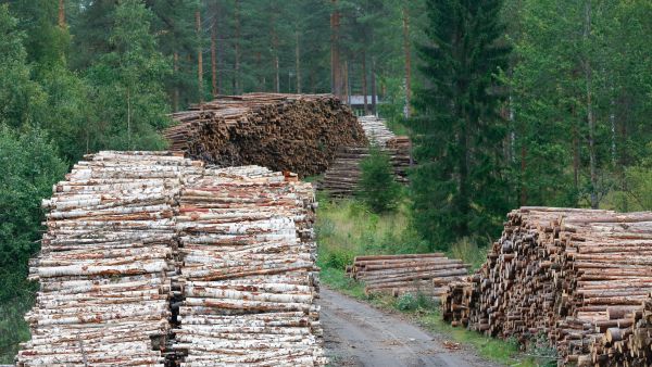 Metsä Groupin Keski-Suomen puuterminaalit ovat ääriään myöten täynnä.  (Kuvaaja: Sami Karppinen)