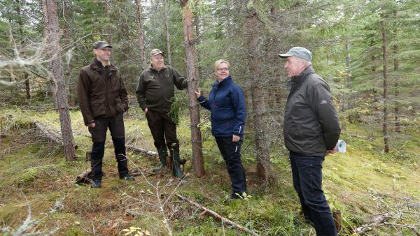 Metsä Groupin metsäjohtaja Juha Mäntylä (vas.) ja metsänhoitopäällikkö Teppo Oijala ovat vakuuttuneita männyn ja kuusen sekaviljelyn hyödyistä. Luonnonvarakeskuksen erikoistutkija Saija Huuskosen ja johtavan tutkijan Timo Saksan tutkimustulokset tukevat Metsä Groupin havaintoja. Viitasaarella 24-vuotiaan sekaviljellyn metsän puut ovat kehittyneet tasatahtia. Kuviolla on puustoa jo 115 kuutiota hehtaarilla. Myös ensiharvennuksessa tullaan suosimaan sekapuustoa.    (Kuvaaja: Sami Karppinen)