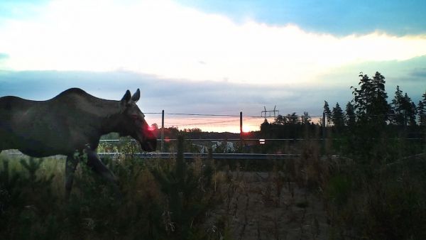 Eteläisen Suomen pääteille on rakennettu toistakymmentä vihersiltaa eläinten kulkureiteiksi. Hirvien tiedetään käyttävän siltoja, mutta systemaattista seurantaa asiasta ei ole toistaiseksi tehty. (Kuvaaja: Väylä)