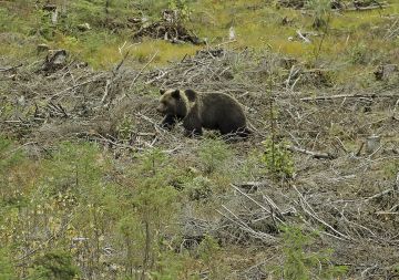 Karhu kaivelee mäntykannoista kantojäärän toukkia myös syksyllä, mutta etenkin keväällä. Jos paikka on rauhallinen, niin kannot kuoritaan suuriltakin hakkuualoilta. (Kuvaaja: AriKomulainen)