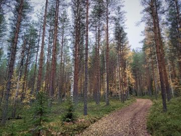 Häme-Uusimaalla metsätiloista on jatkuva ylikysyntä, sillä metsämaan alasta omistajaa vaihtaa vuosittain vapaalla kaupalla vain noin promillen osuus. Kuva: Hannu Liljeroos