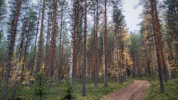 Häme-Uusimaalla metsätiloista on jatkuva ylikysyntä, sillä metsämaan alasta omistajaa vaihtaa vuosittain vapaalla kaupalla vain noin promillen osuus. Kuva: Hannu Liljeroos